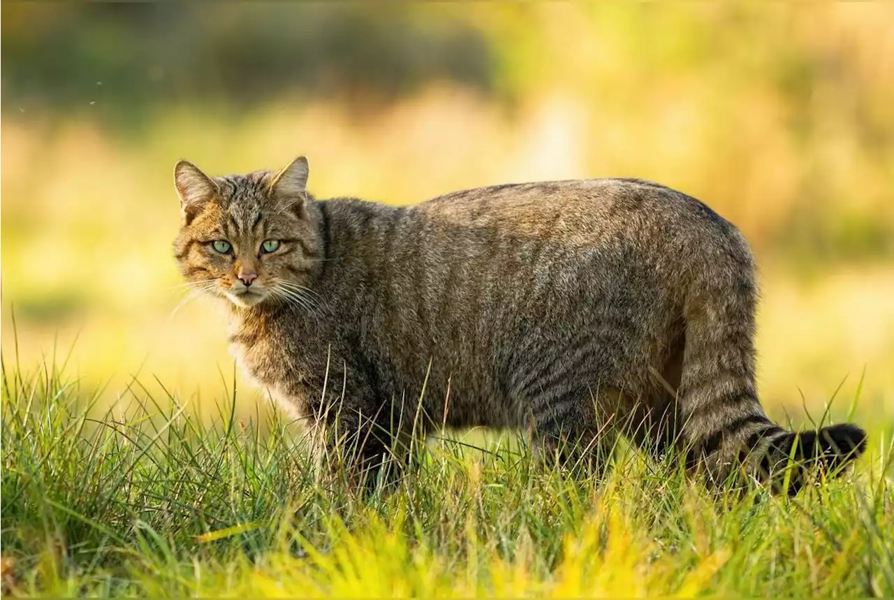 Voici le « chat-renard », une nouvelle espèce de félin spécifique de Corse