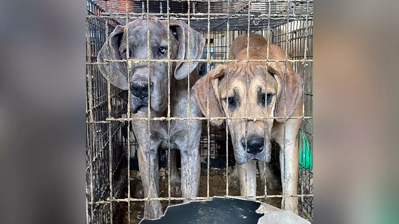 More than 30 animals seized from Tennessee breeding mill for animal cruelty