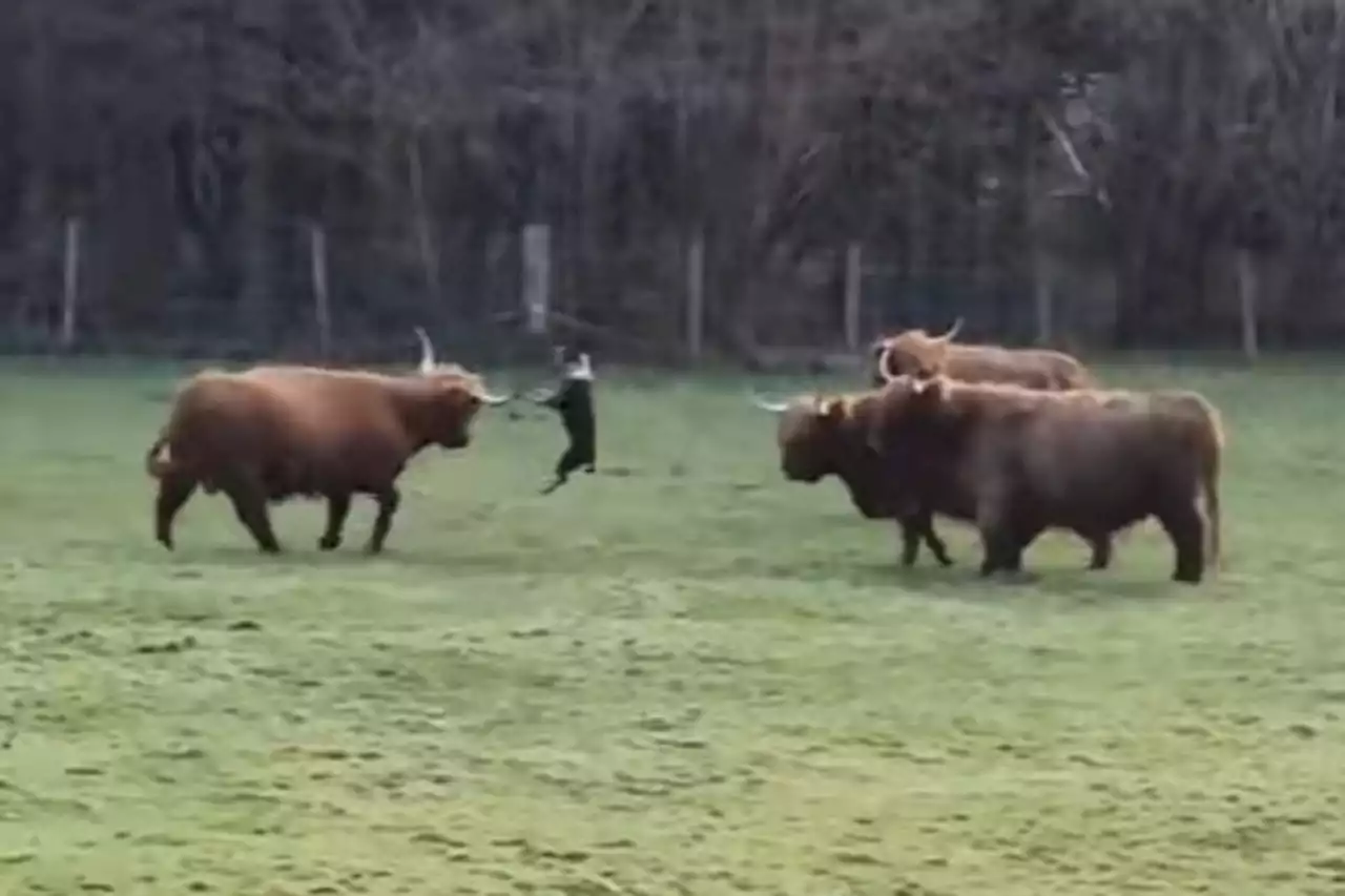 Hunt launched for owner of dog that attacked Highland Cows in Glasgow park