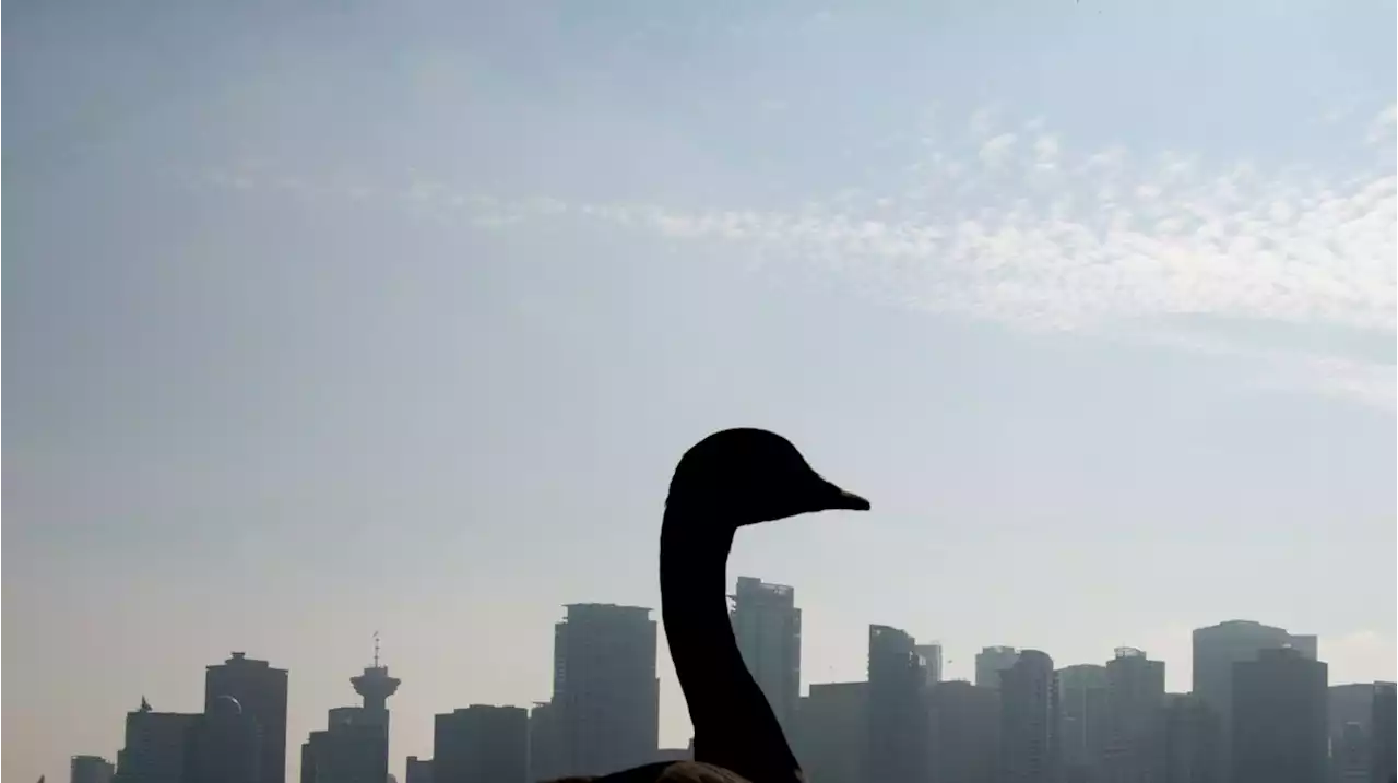 Vancouver looks to frozen eggs to help control booming Canada goose population