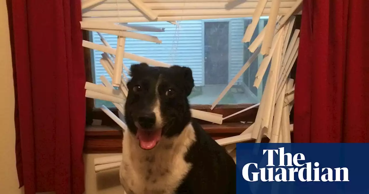 ‘My dog showed no remorse’: Guardian readers on the damage done by their beloved pets