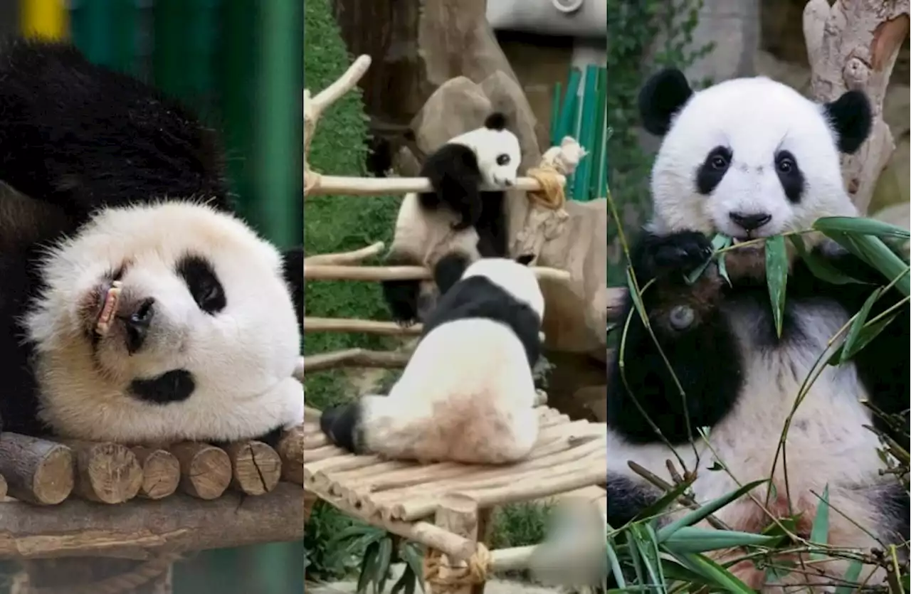 (Video) Malaysia-born Panda Siblings Sheng Yi & Yi Yi Will Return To China This May - Hype Malaysia