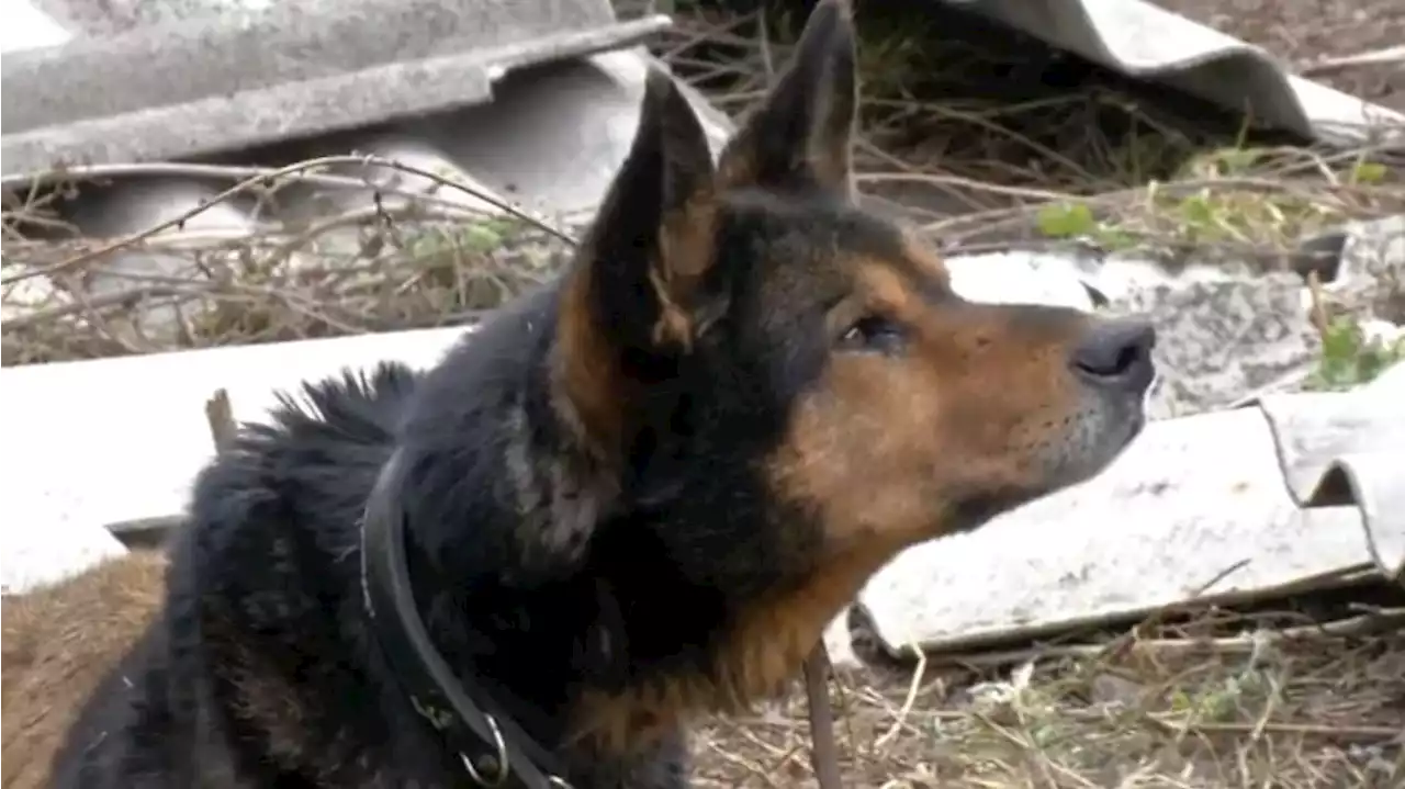 Un grupo de voluntarios rescata a mascotas abandonadas entre las ruinas de Ucrania