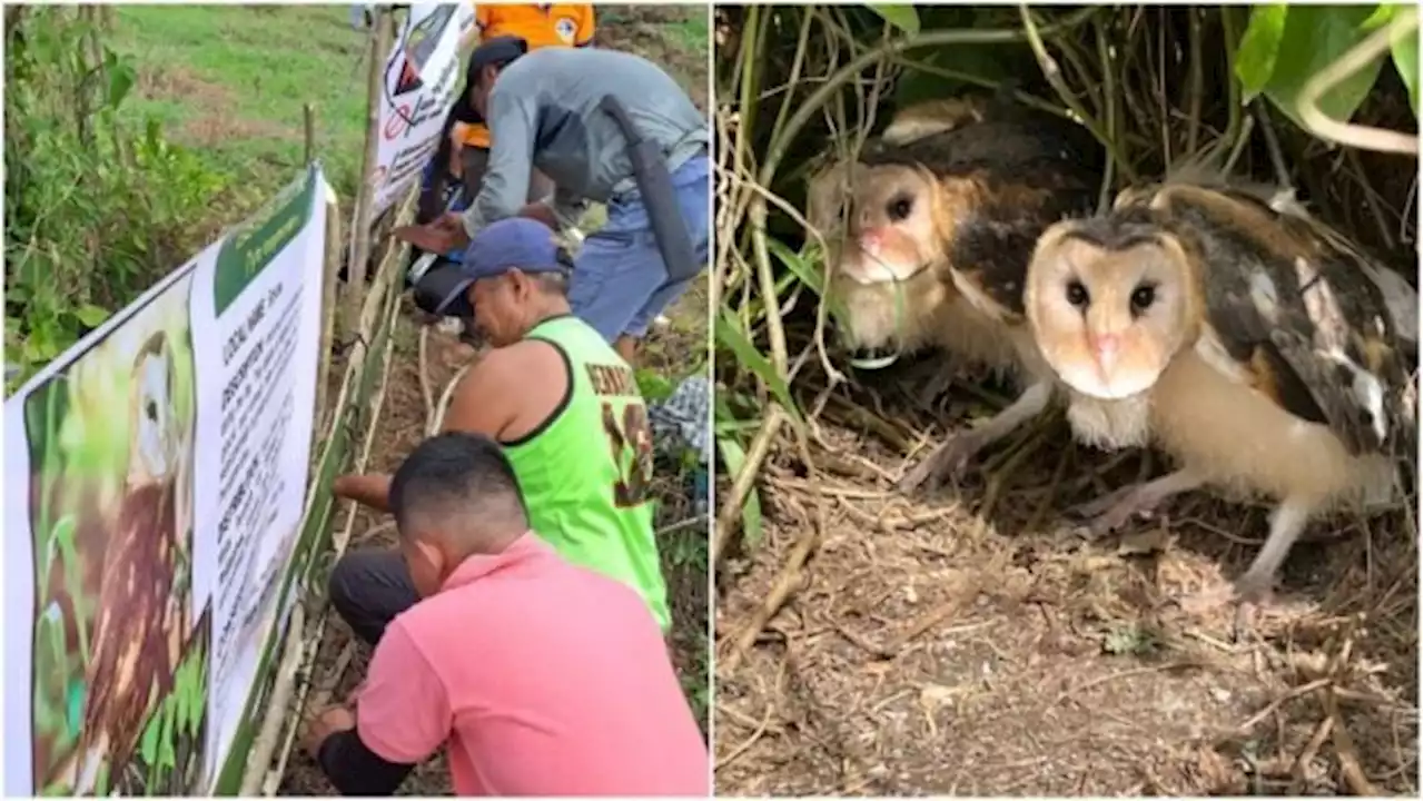 Eastern grass owls found nesting in Cotabato town