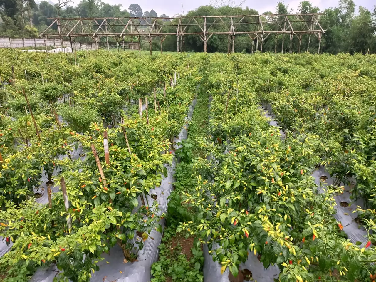 Alhamdulillah, Pasokan Cabai di Cianjur Dipastikan Aman Hingga Lebaran