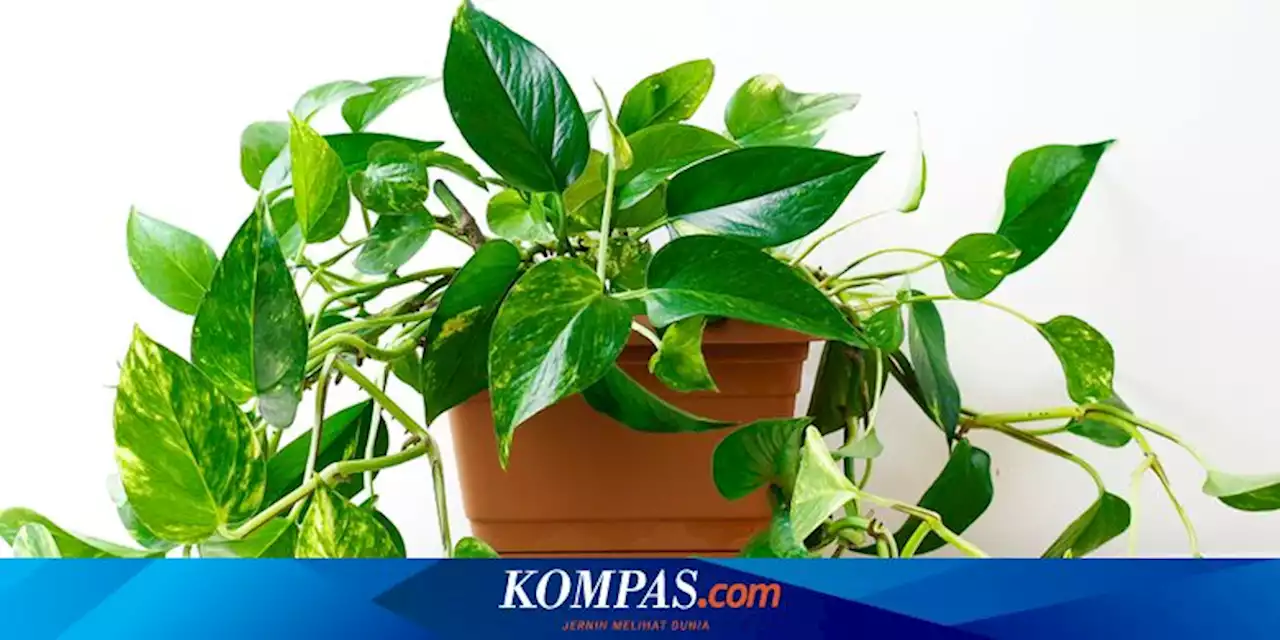 10 Pupuk Alami Buatan Sendiri untuk Menyuburkan Tanaman Sirih Gading