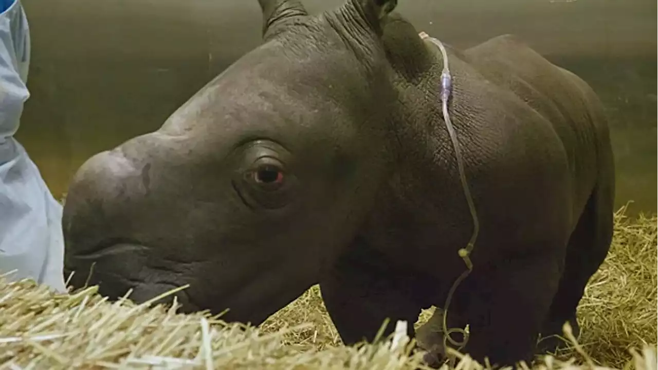 Zoo trauert: Seltenes Nashorn-Baby gestorben