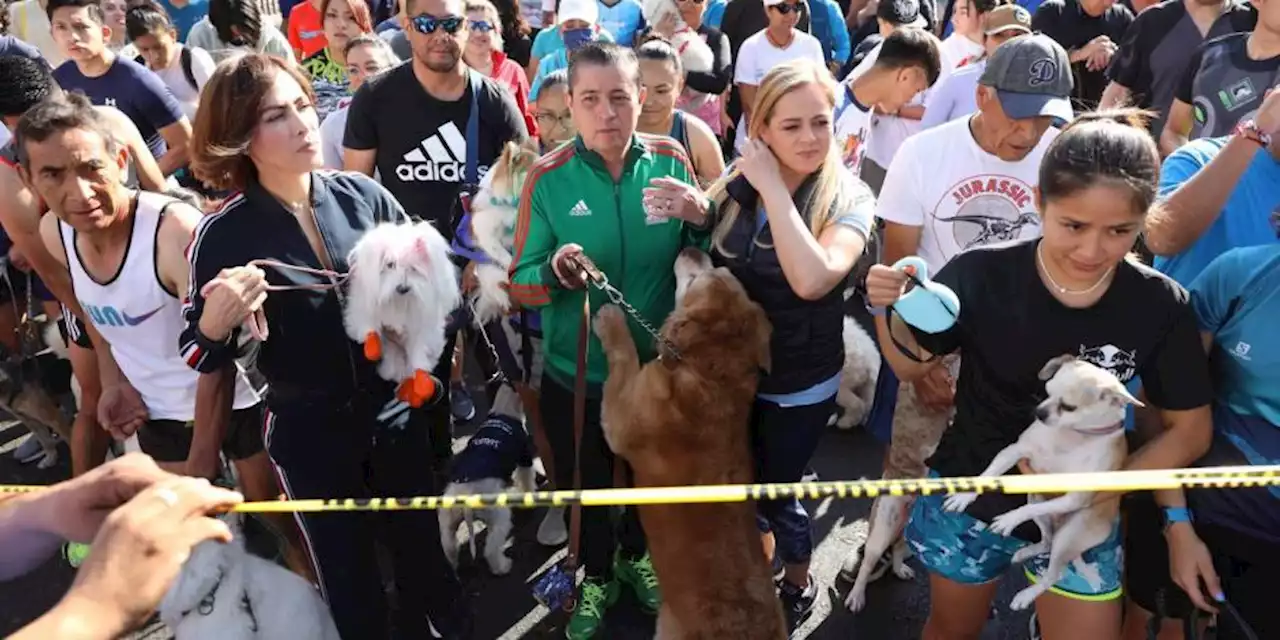 Participan cientos en Maratón Canino en Coyoacán