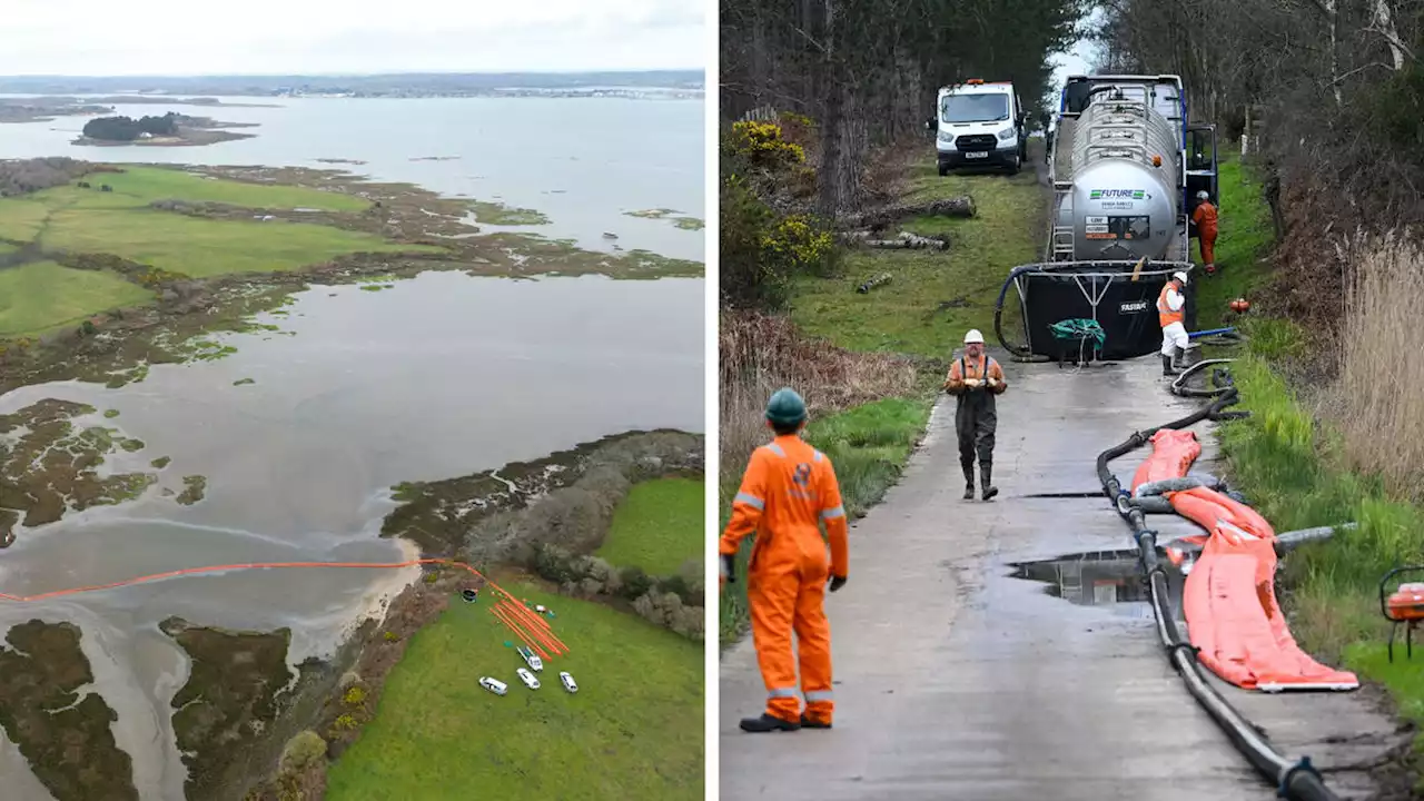 Volunteers fear birds contaminated by oil after 200 barrels leak into Poole Harbour