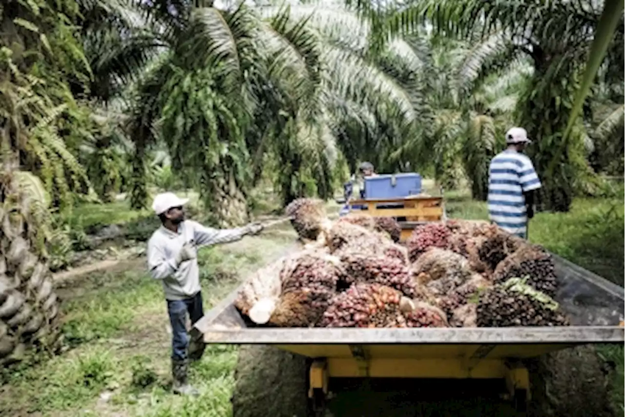 Deputy plantation minister: 20,970 foreign labour employment applications approved for plantation sector as of March 18