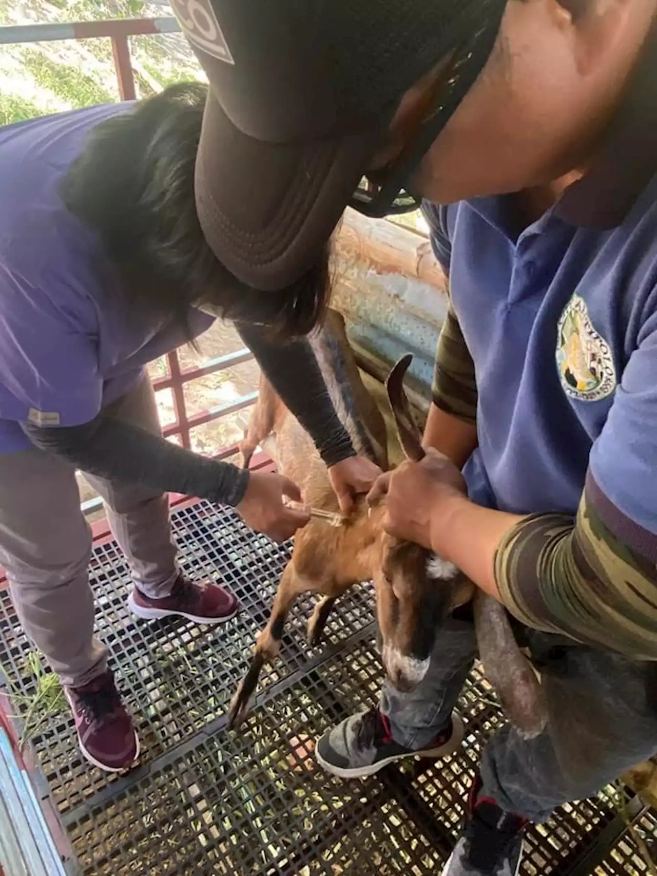 Antipolo LGU holds goat blood collection vs brucella, CAE