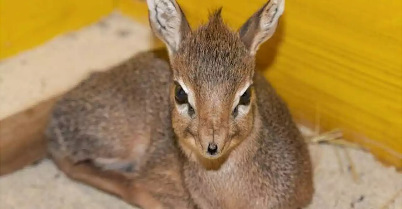 Von Katta bis Mini-Antilope: Entzückender Nachwuchs im Zoo Schmiding