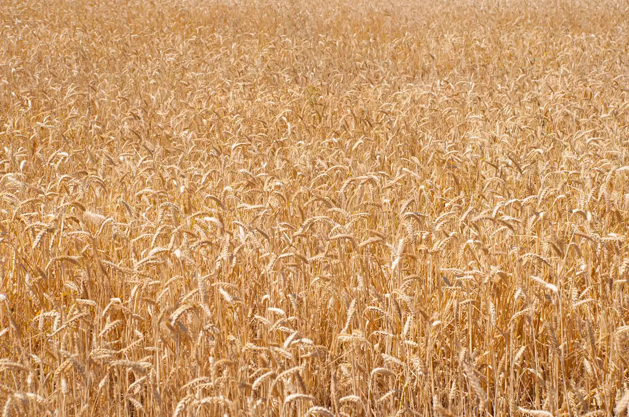 Teen Dies After Being Hit by Truck in Western Mass. Corn Field