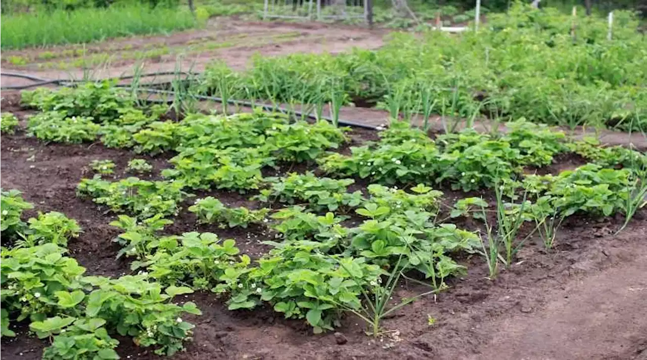 Emprendimiento: dos hermanas le apuestan a cosechar sus propios alimentos en casa