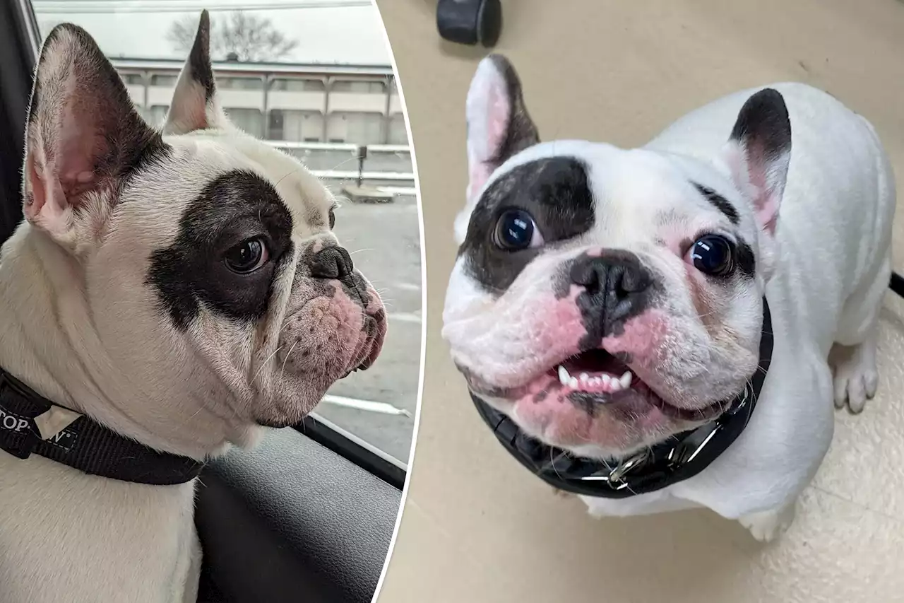 World’s cutest — and most terrifying — French bulldog finds forever home