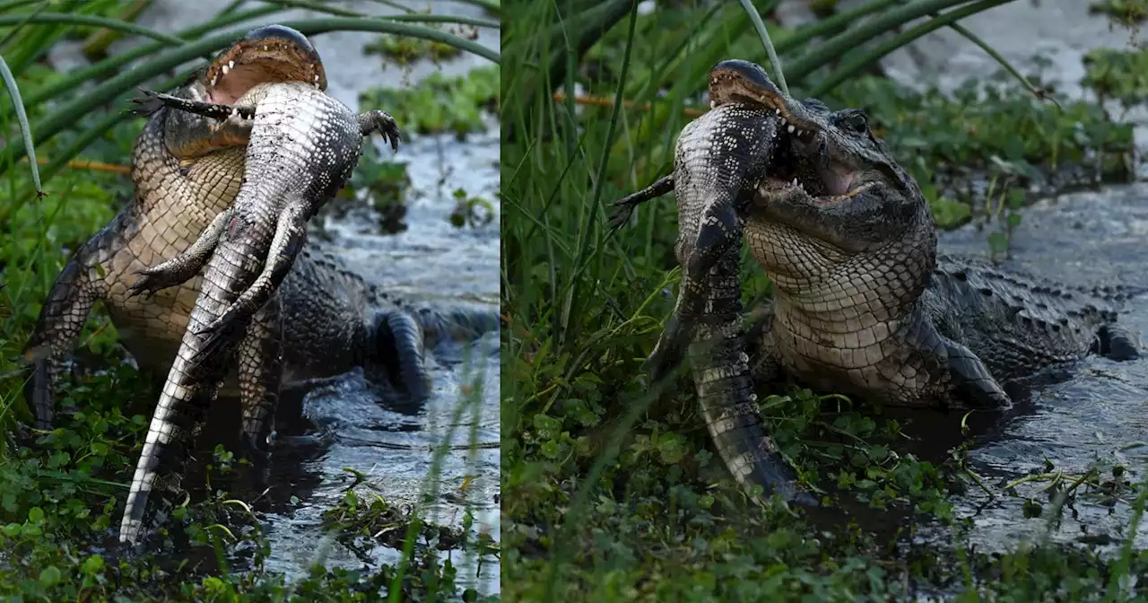 Photographer Captures Cannibal Alligator Eating Another Gator