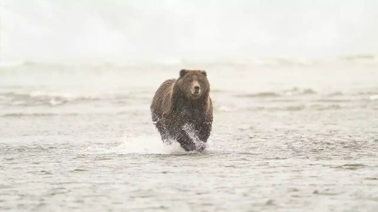 Bears can run at surprisingly fast speeds—here’s how they vary by species