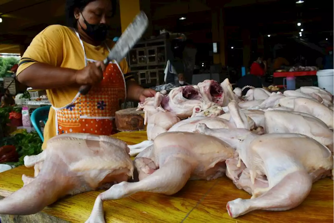 Ayam Potong di Semarang Capai Harga Tertinggi pada Awal Ramadhan