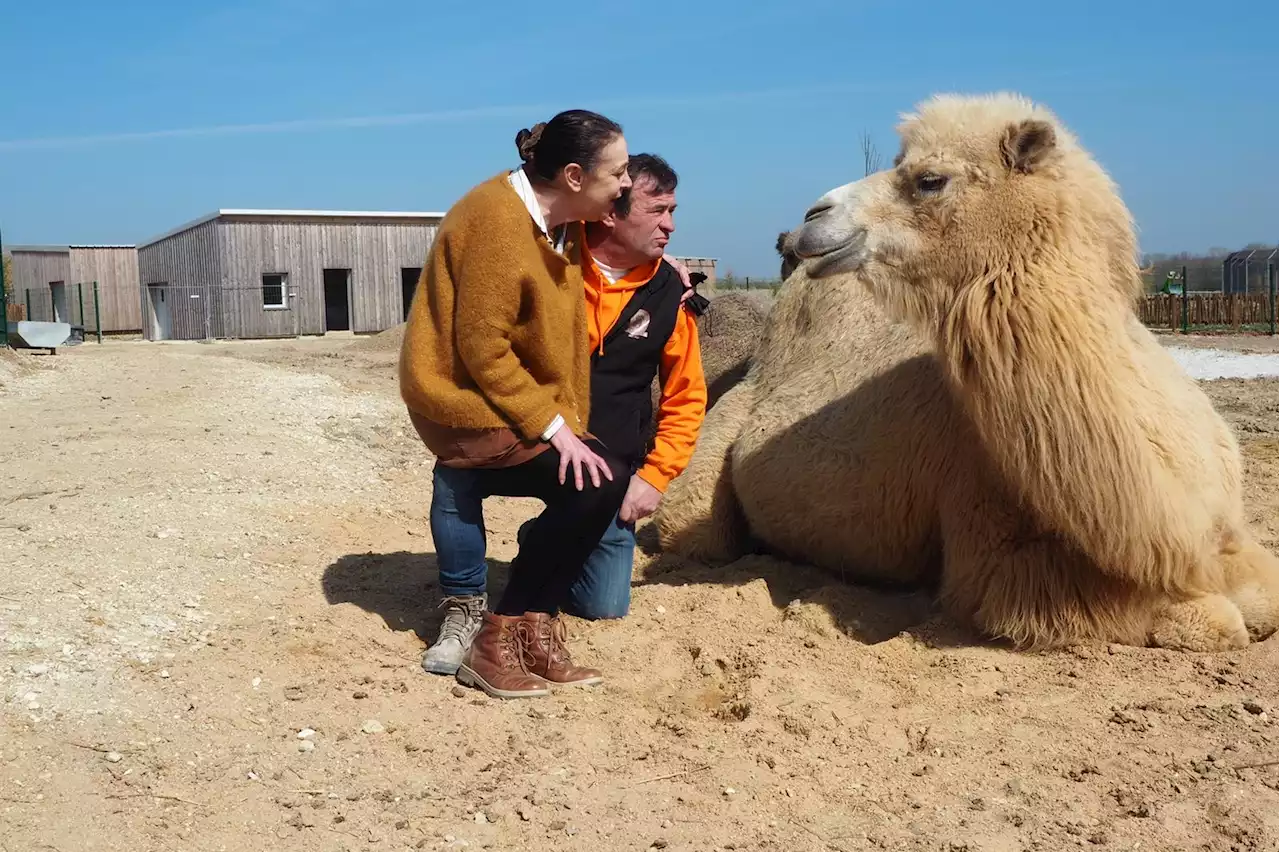 Maltraitance animale : un refuge pour animaux sauvé après un appel aux dons sur RTL