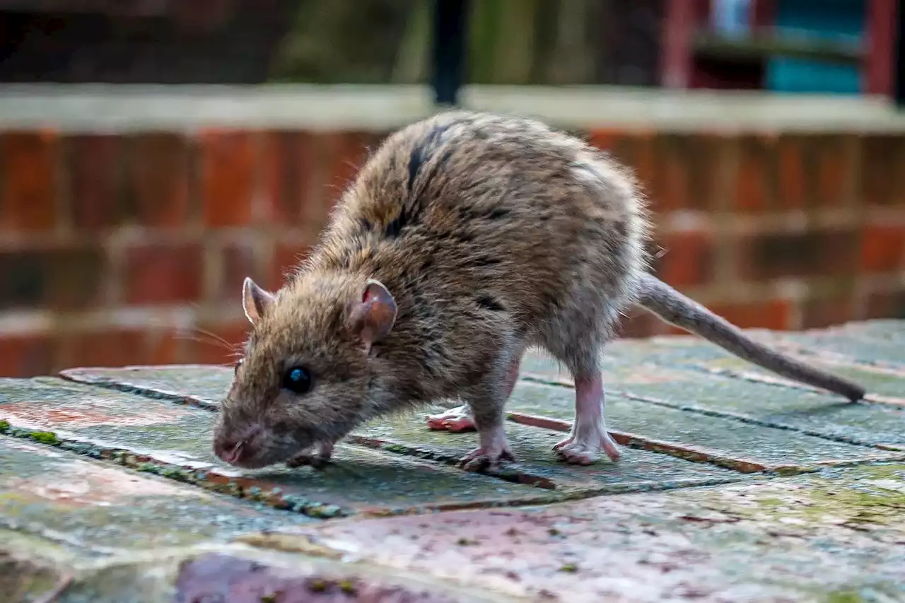 Warning: Researchers Find New York City Rats Carry the COVID-19 Virus