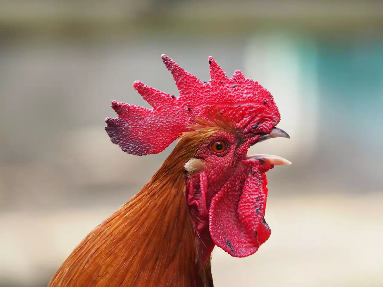 QuickCheck: Can a rooster be deafened by its own crowing?