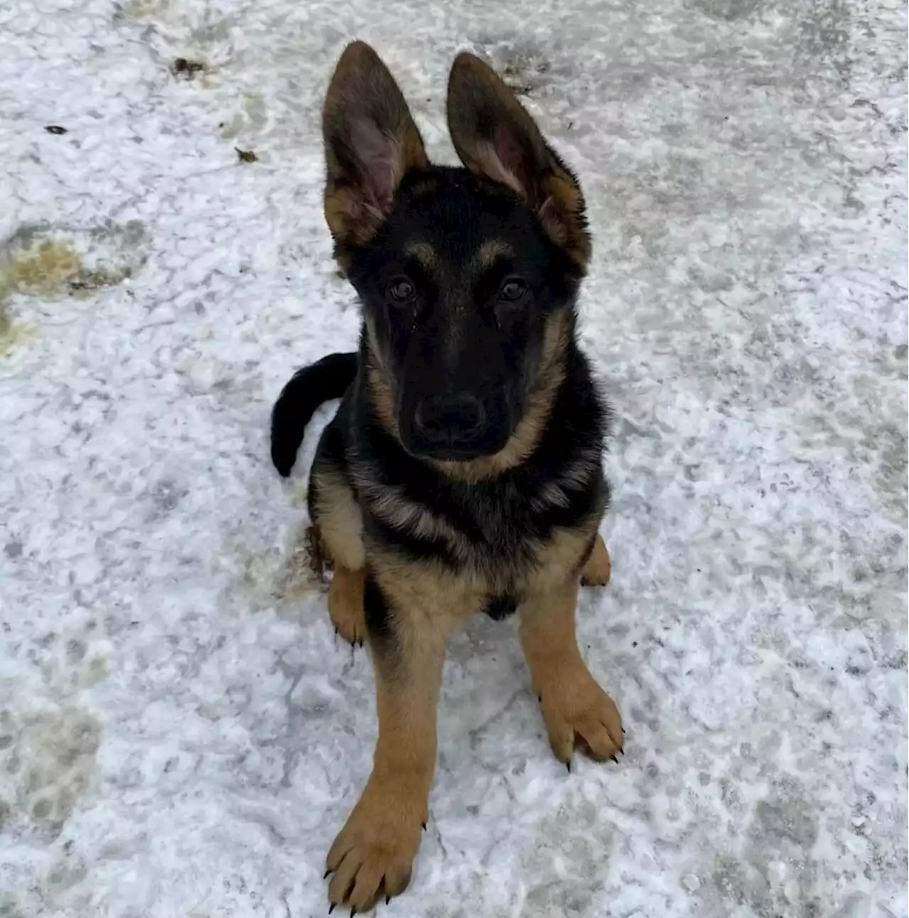 Inmates are training rescue dogs at the Thunder Bay Correctional Centre