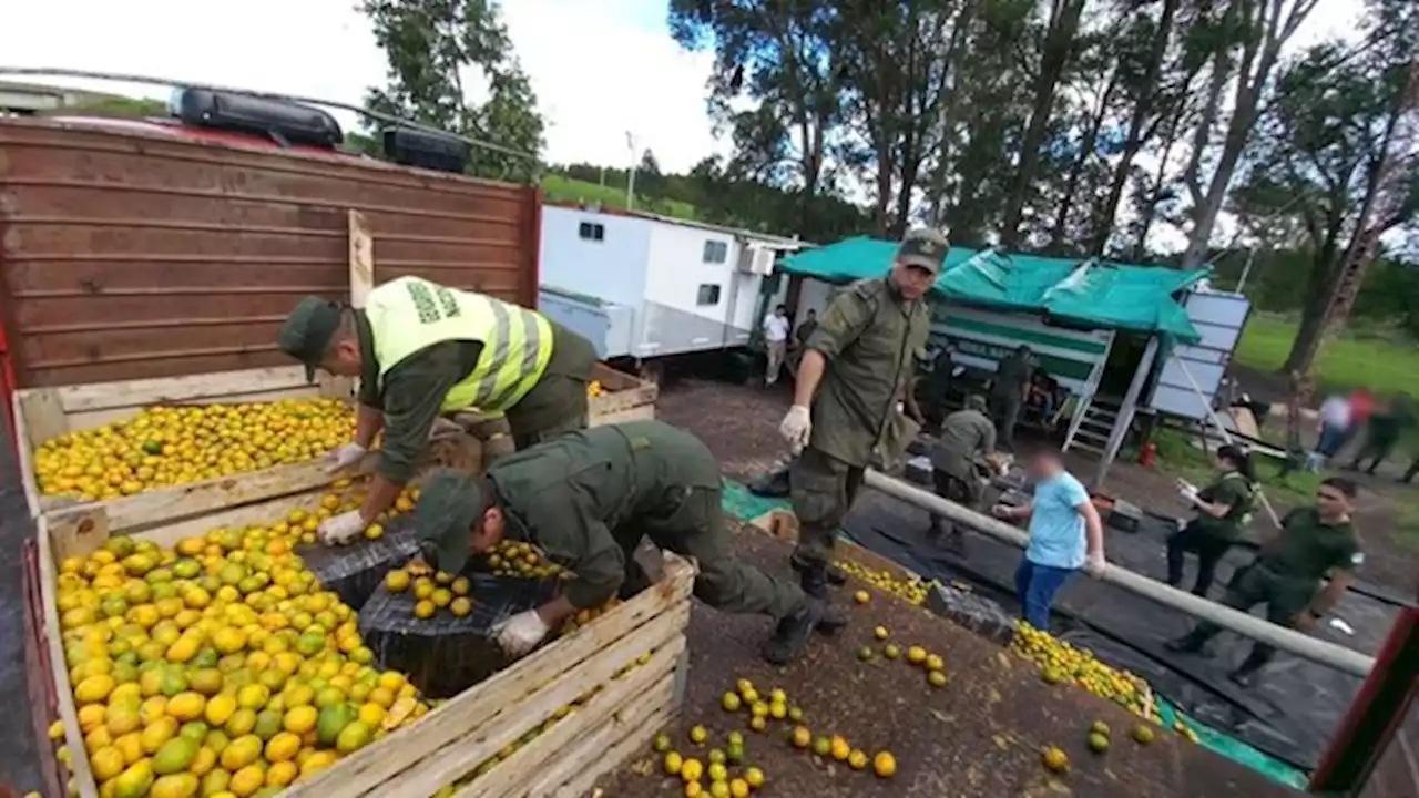 Video: más de 1800 kilos de marihuana en un camión cargado con mandarinas