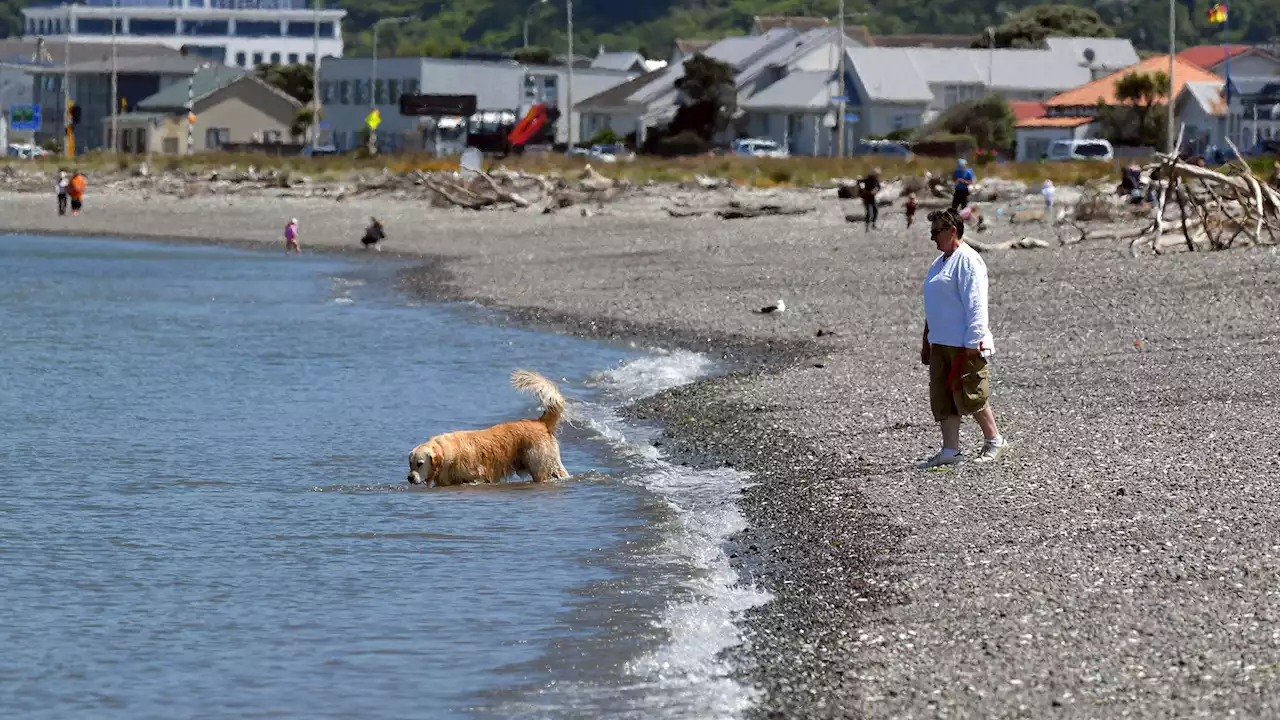 Mystery as human foot inside shoe washes up on beach in New Zealand