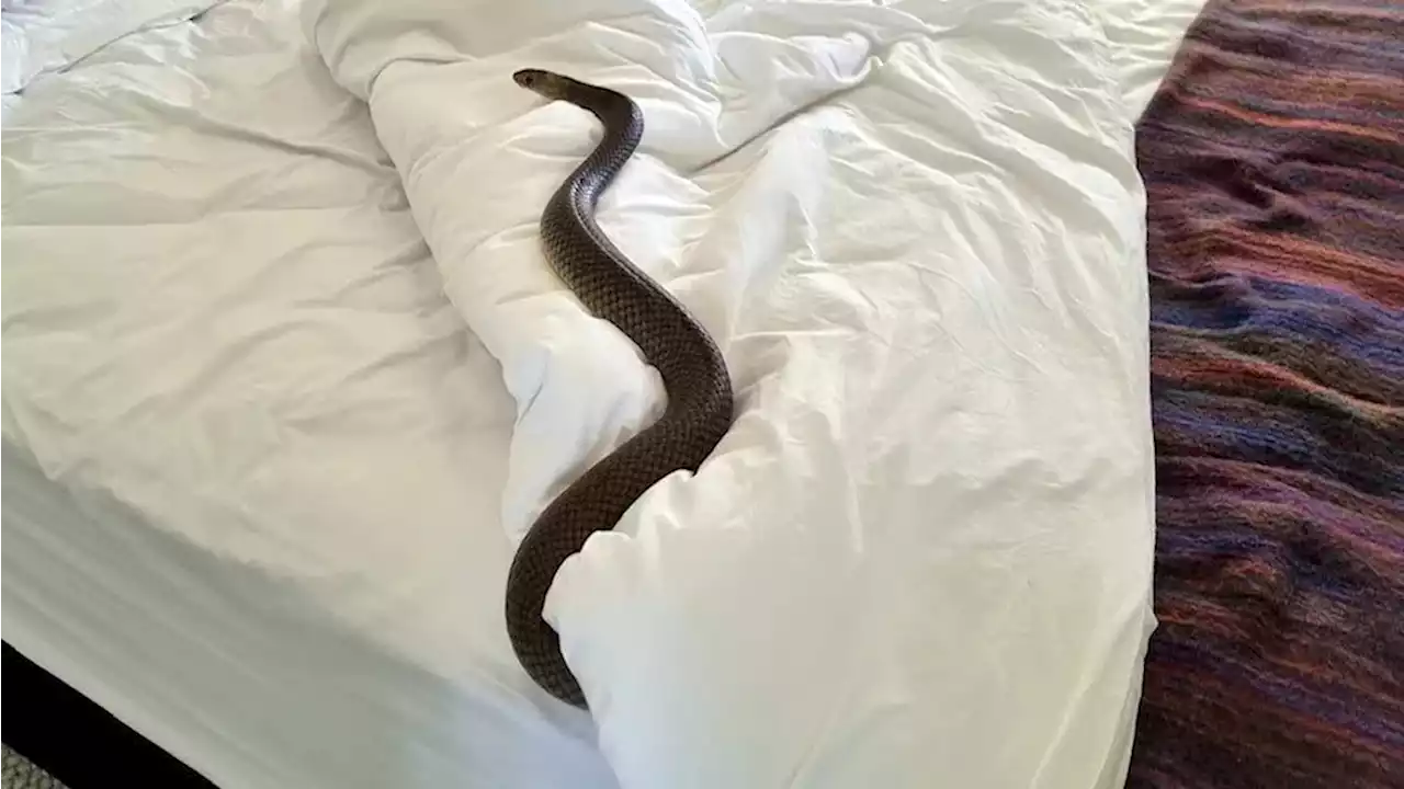 “La peor pesadilla”: una mujer encontró una serpiente venenosa de casi dos metros en su cama