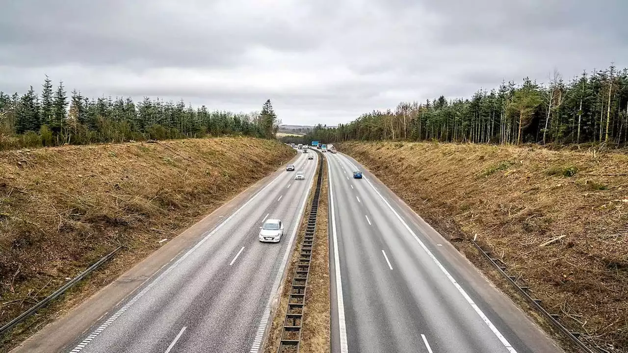 Derfor er tusindvis af træer fældet langs jysk motorvej