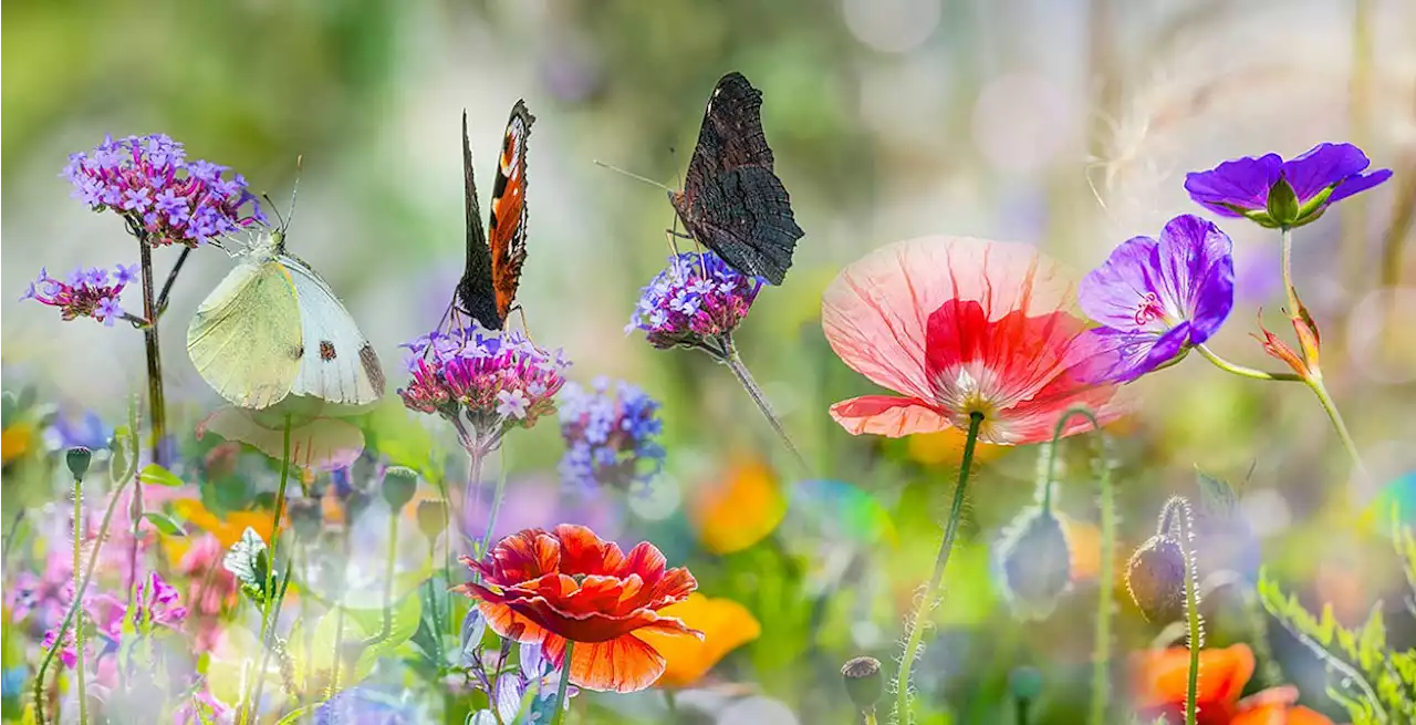 Biodiversität - Artenvielfalt als Lebensgrundlage?