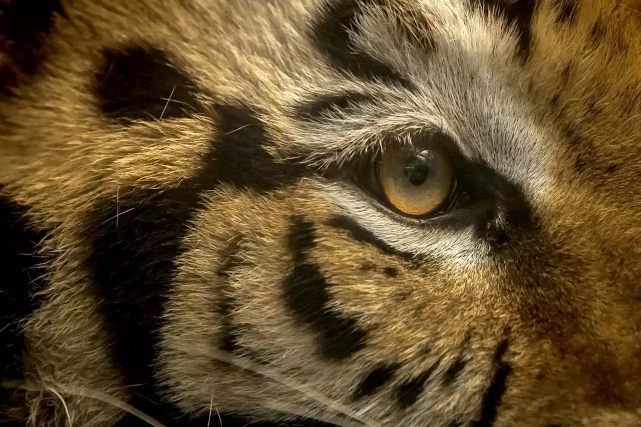 Tigers escape Georgia safari park hit by tornado damage, recaptured soon after, park says