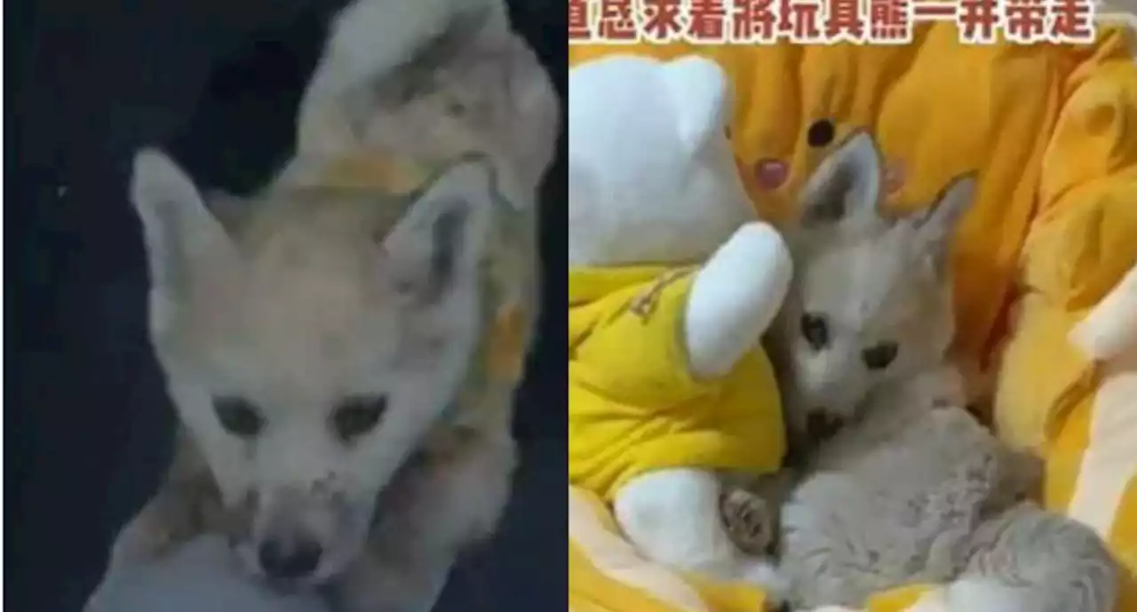 'Please save my friend too': Stray dog in China begs its rescuer to also adopt its stuffed toy friend