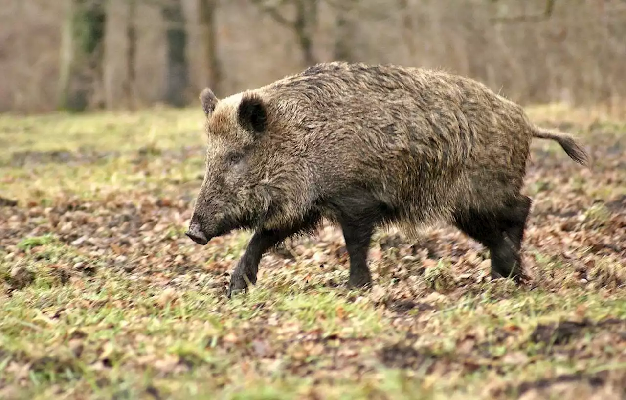 A Rouen, les sangliers saccagent les jardins et terrorisent les habitants