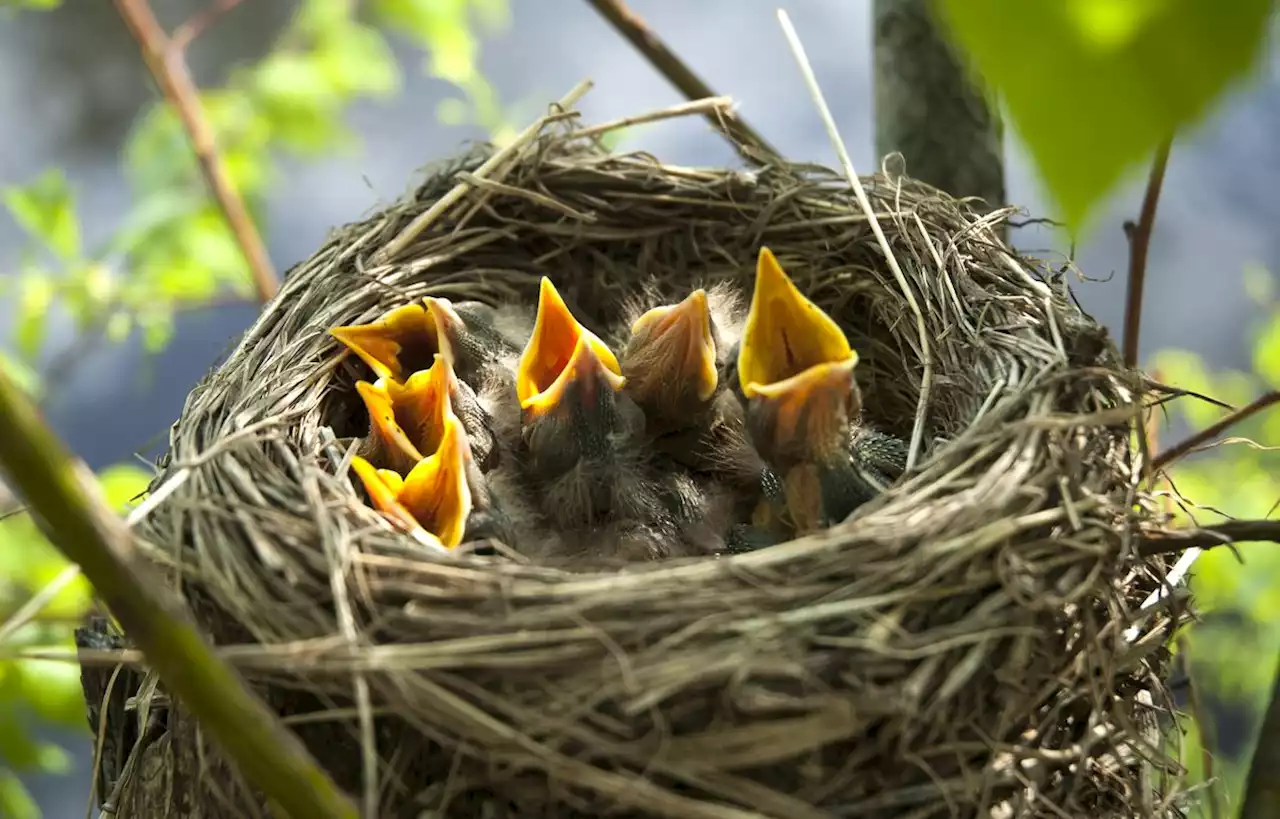 Les oiseaux rejettent-ils leurs petits si un humain les touche ?