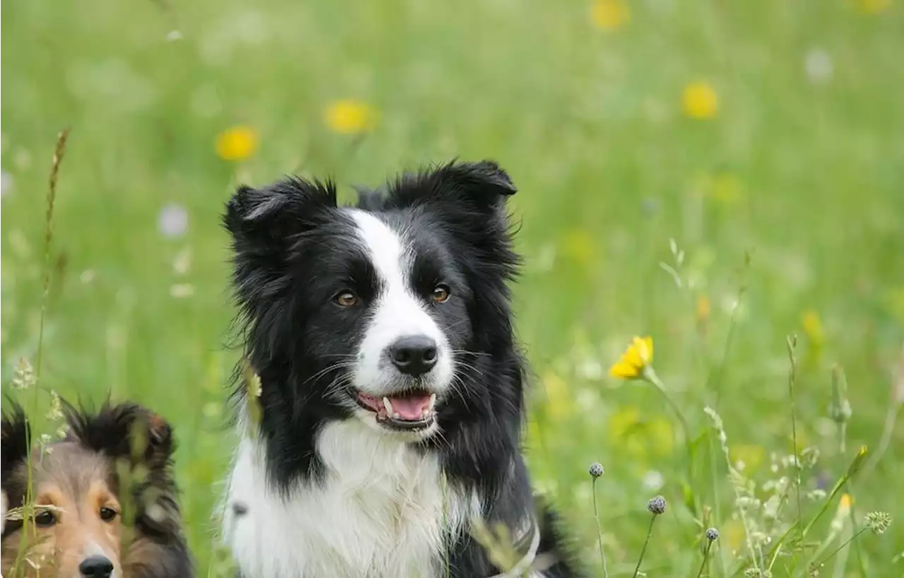 Son chien souffre d’un mal indéterminé, ChatGPT lui livre le bon diagnostic