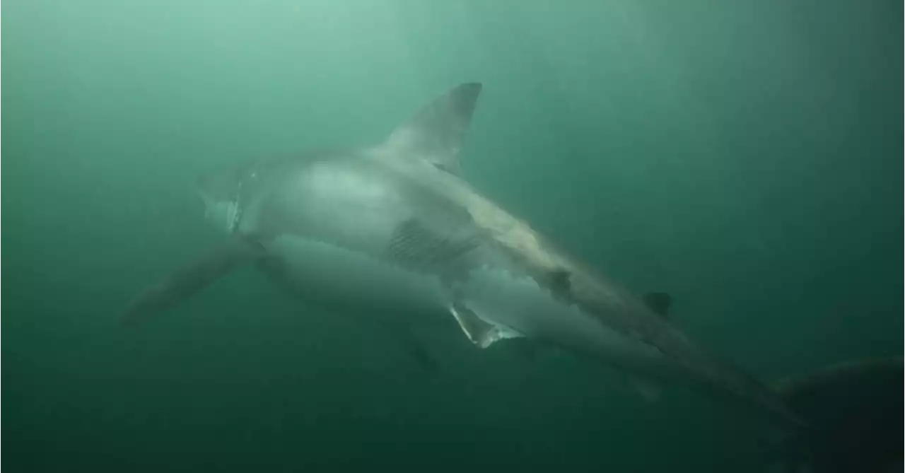 Adult great white spotted with massive scars after surviving serial killer orcas