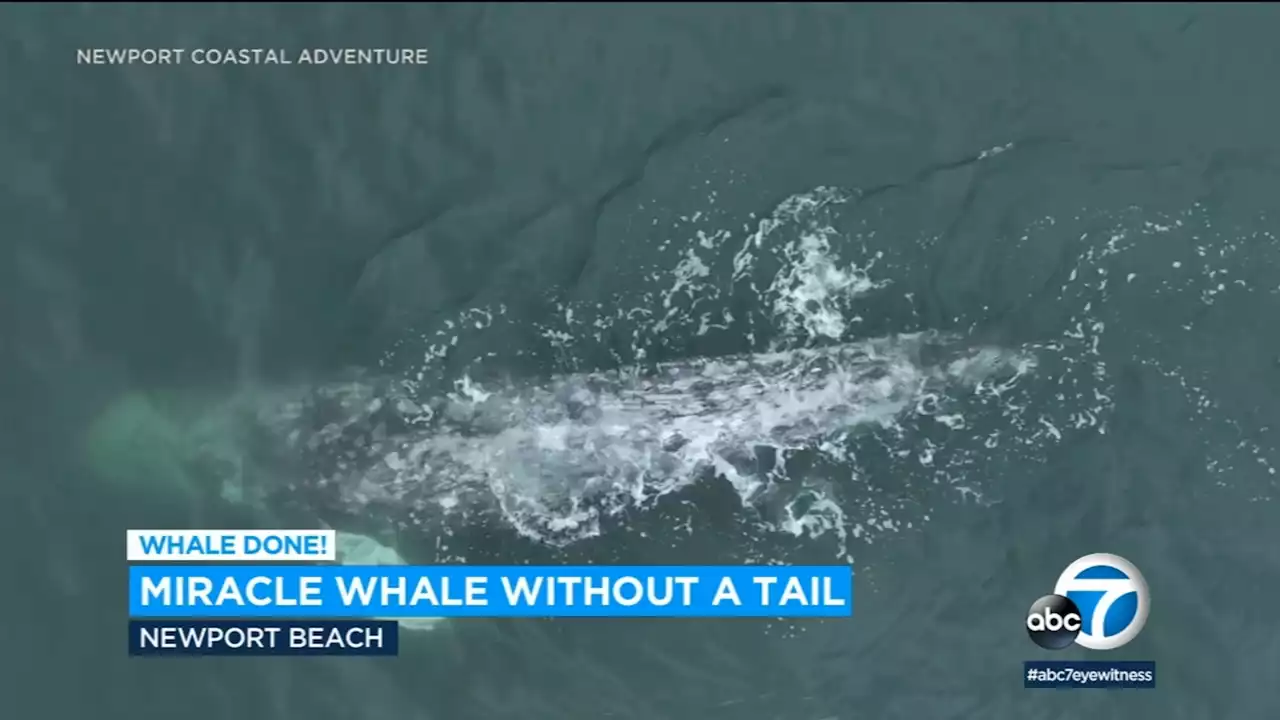 Stunning drone footage captures tailless 'miracle whale' swimming off Newport Beach