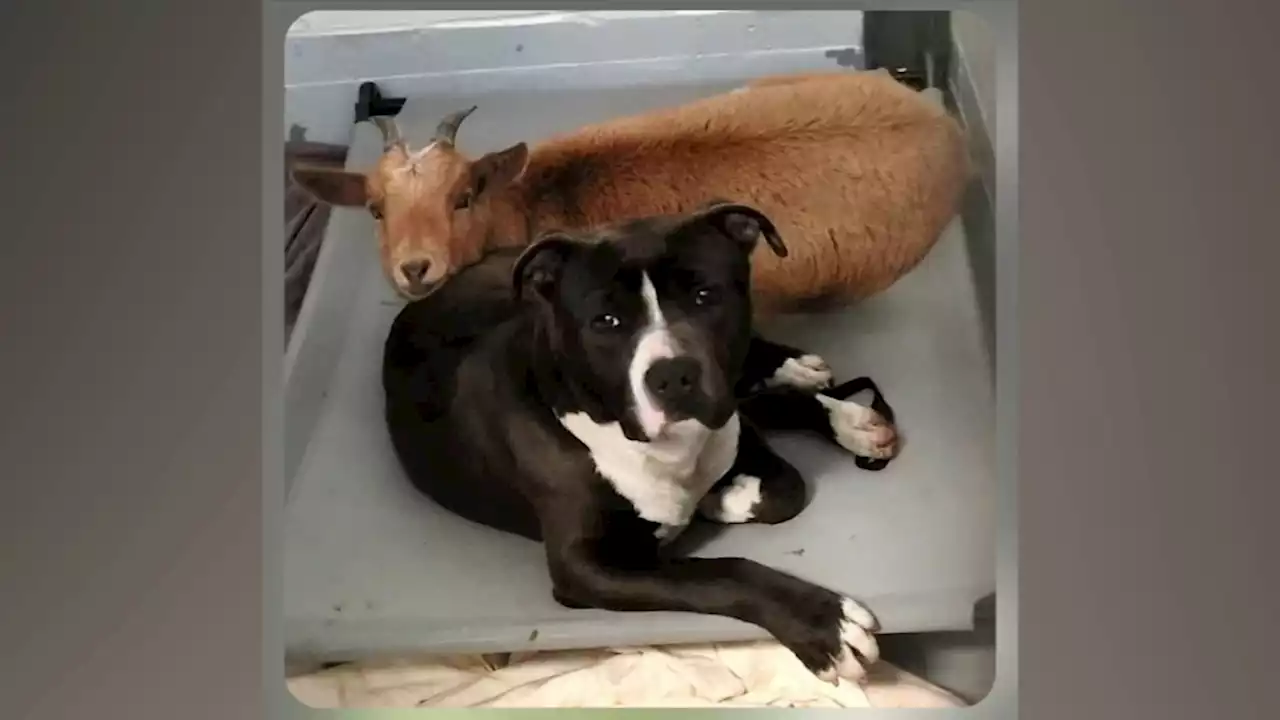 'Unlikely' goat, dog duo living in harmony as inseparable besties at animal shelter