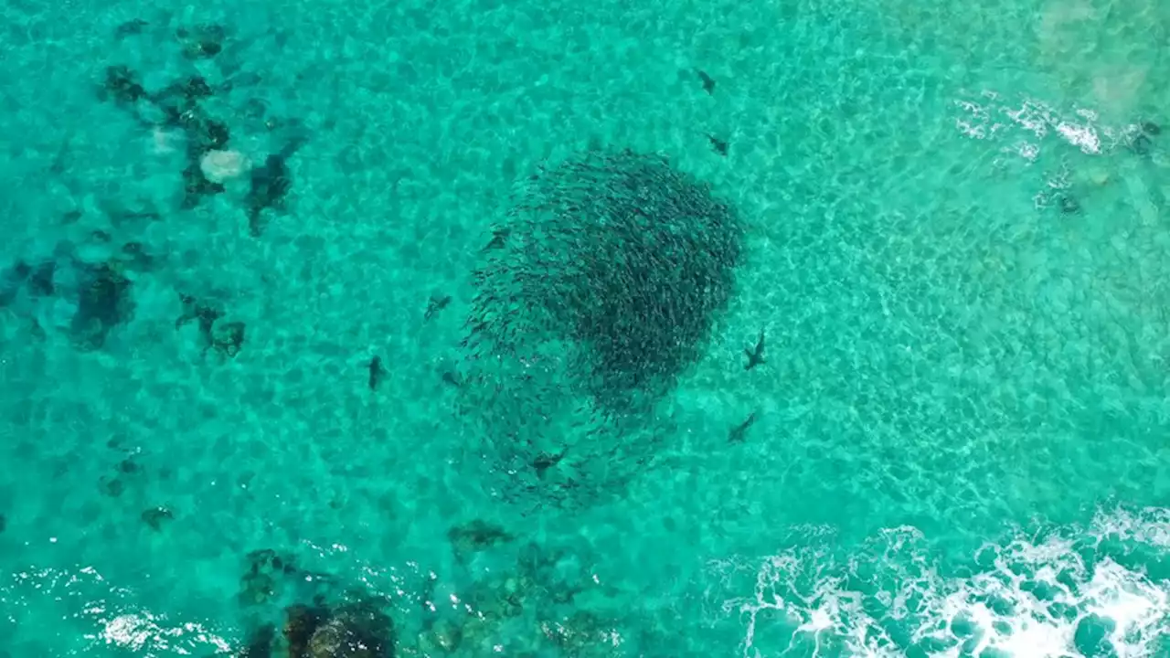 Bumper WA salmon season could bring schools north to Perth's coastline