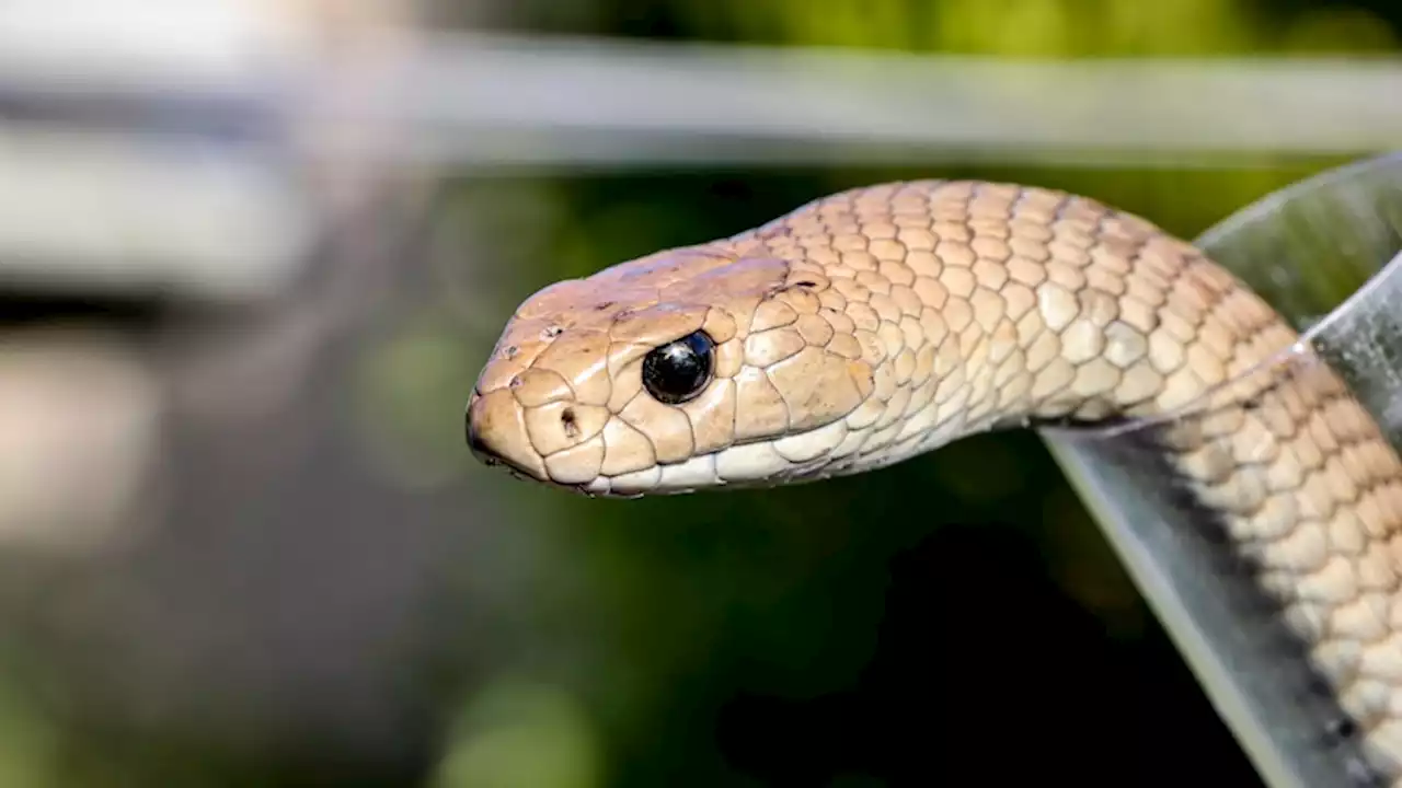 Canberra snake catcher brings venomous reptiles to meet local politicians, encourages education and protection