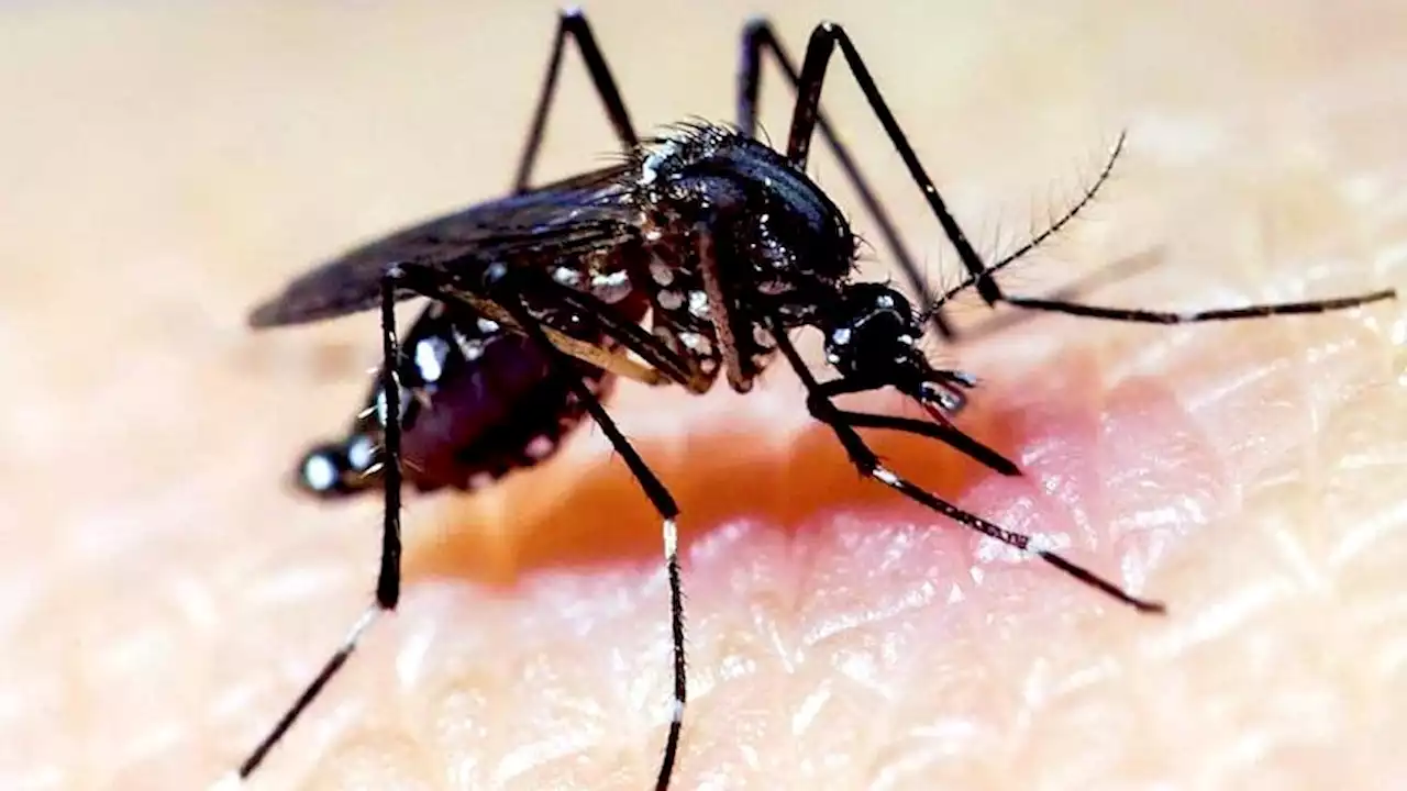 Easter holiday warning as mosquito-borne virus detections spread in SA