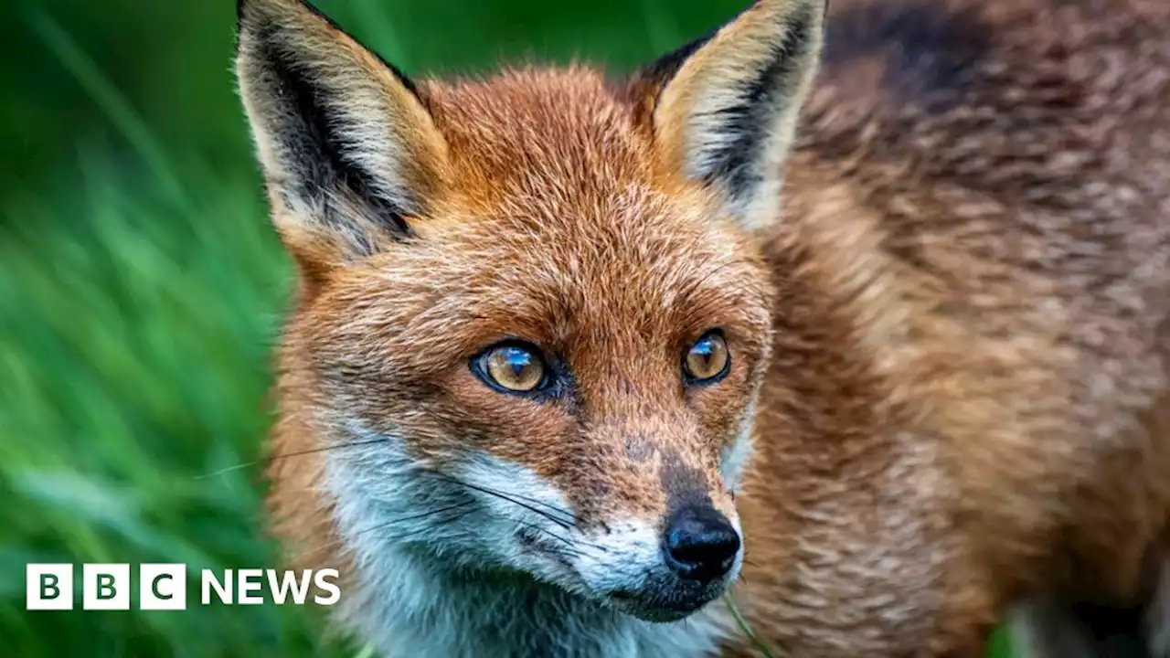 Man found not guilty of fox hunting offence