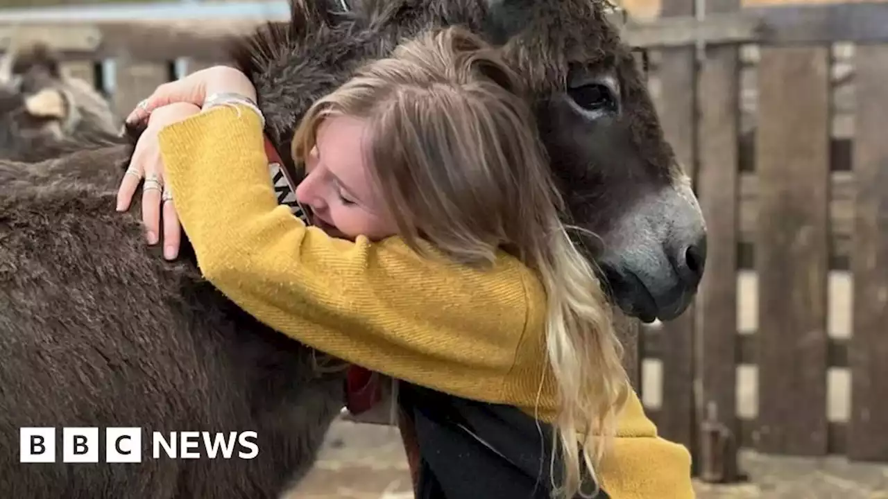 Wet Leg's Isle of Wight donkeys die after illness