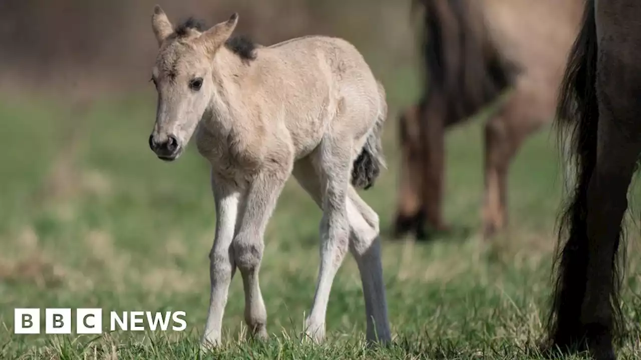 National Trust's Wicken Fen records first konik foal of the season