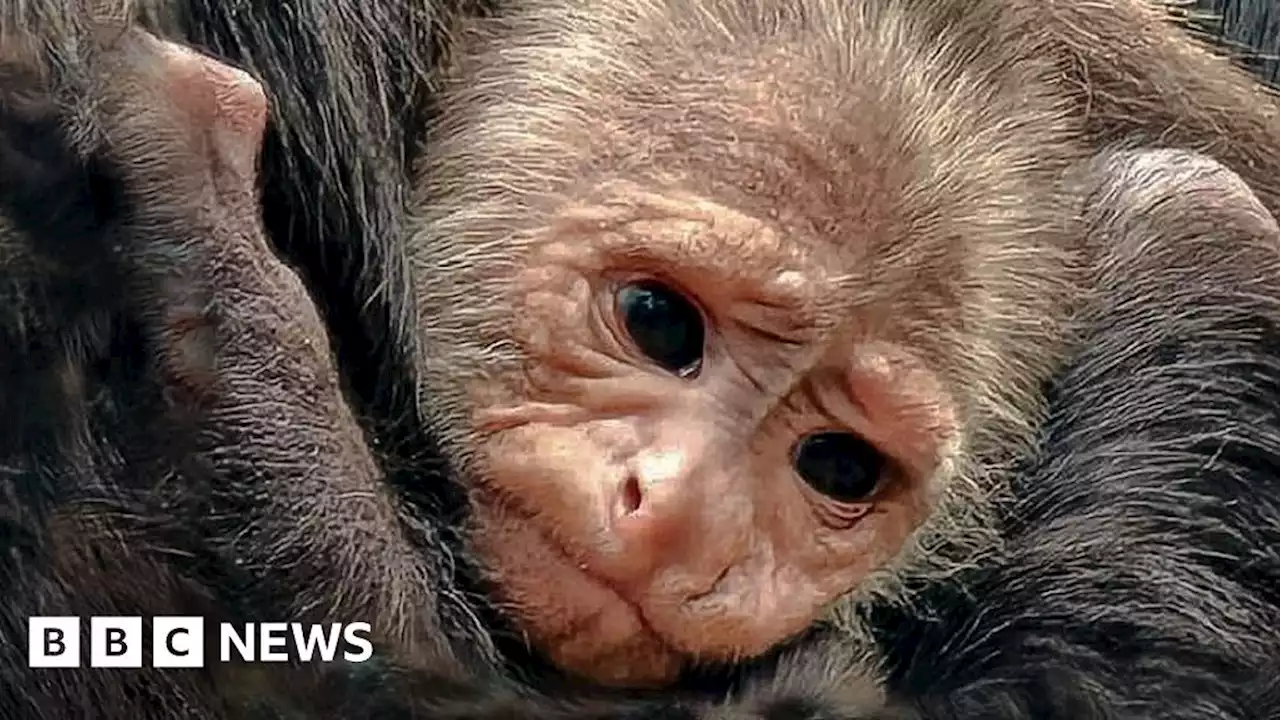 Newquay Zoo celebrates birth of vulnerable monkey