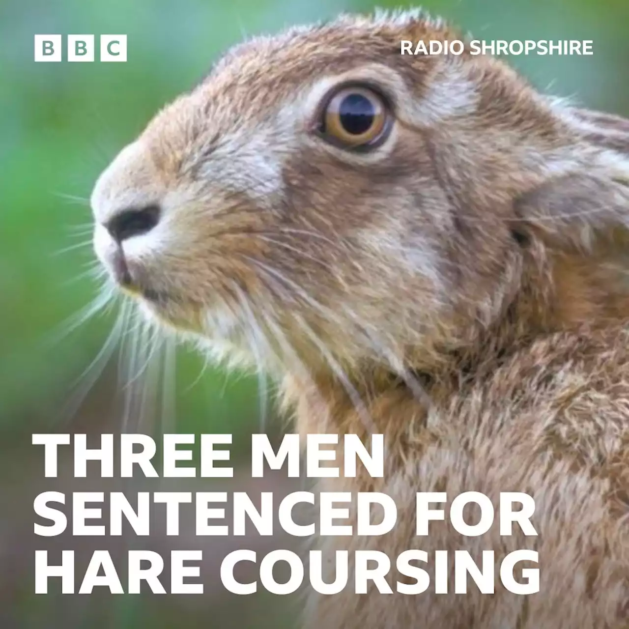 Trio sentenced for hare coursing in a Shropshire field