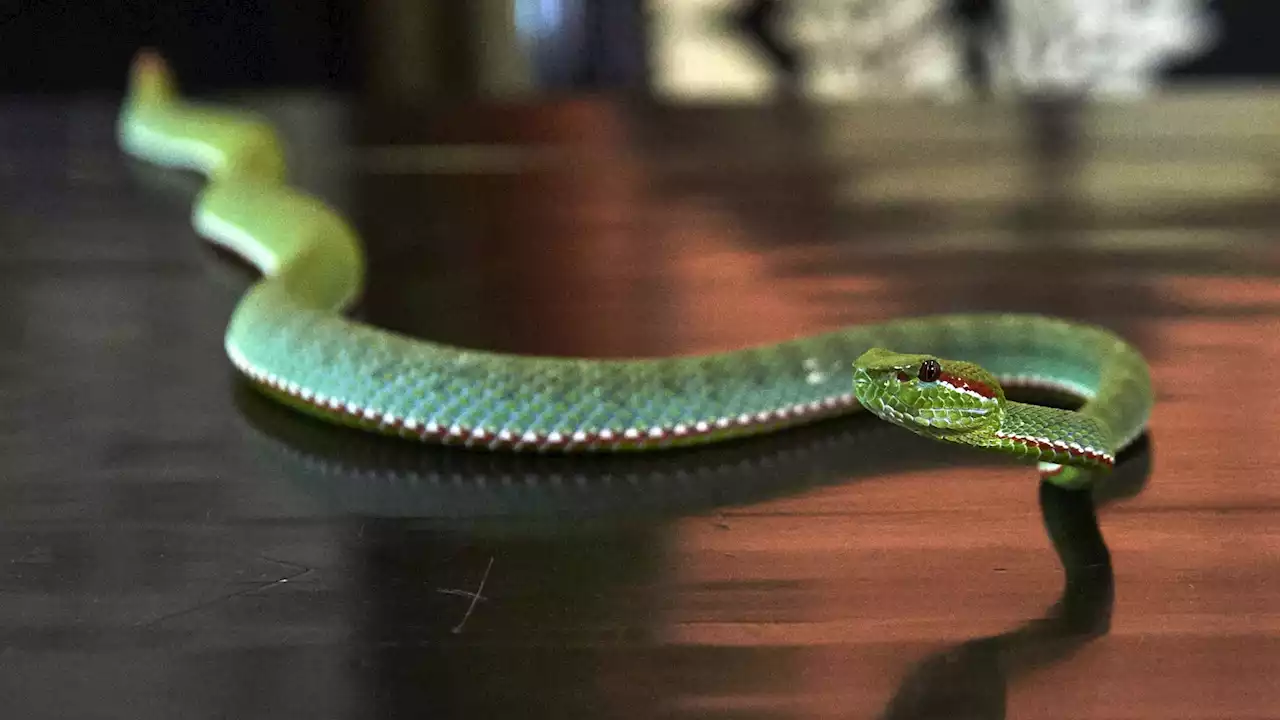 Un homme retrouvé mort dans sa maison avec 150 reptiles, dont 60 serpents venimeux