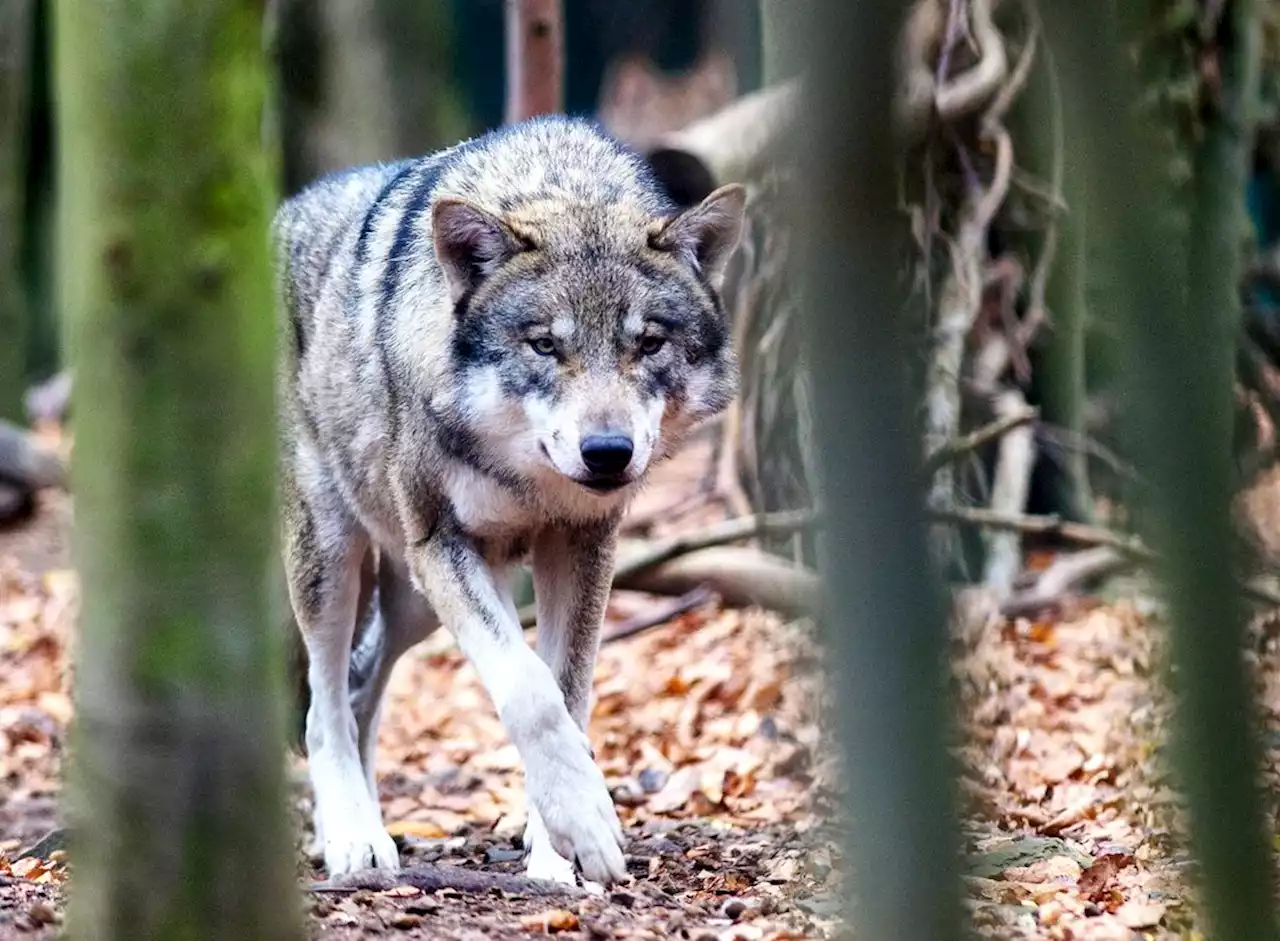 Tirol gibt Problemwölfe zum Abschuss frei