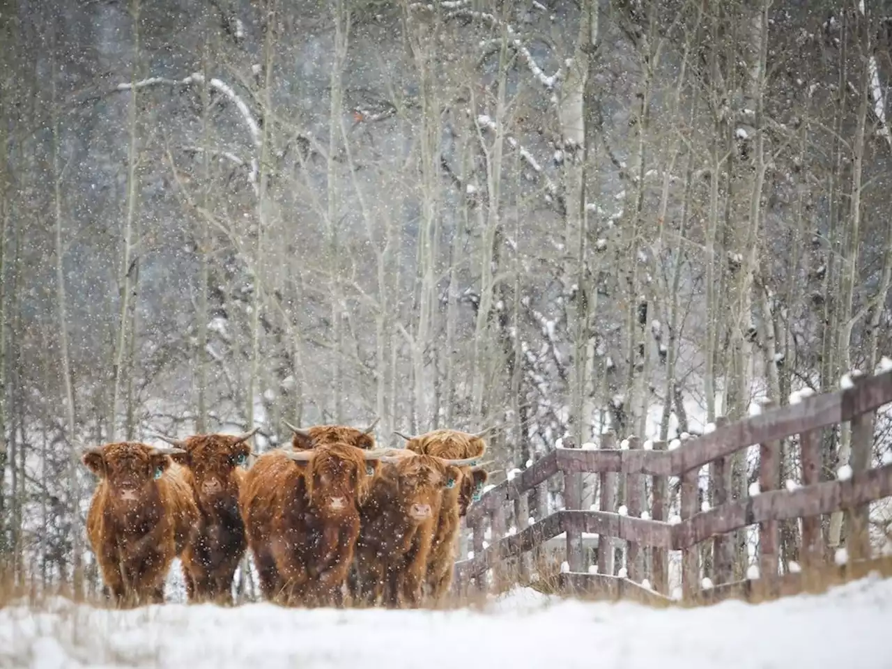 Japan to resume imports of Canadian processed beef, 20 years after mad cow disease